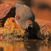 arizona-grasslands-initiative-water-development-inline