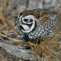 arizona-grasslands-initiative-proves-scap-inline